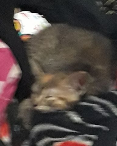 Cute calico tabby named kitty