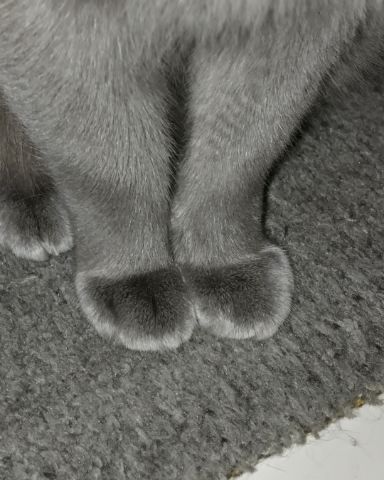Cute cat named Marshall 🩶 Geoffrey