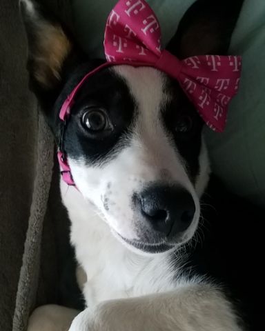 Cute Aussie/ Blue Heeler named Midi