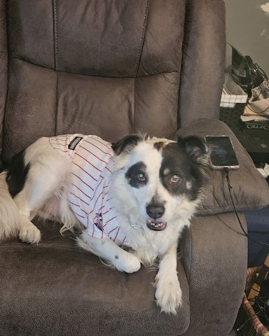 Cute Border Collie Shepherd Mix named Grayson