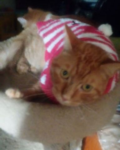 Cute tabby named Tiger