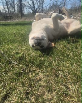 Cute mutt named butterscotch