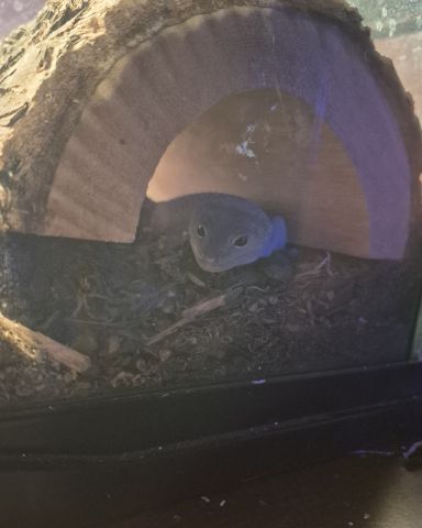 Cute blizzard lepord gecko named crystal