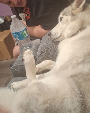Cute husky named Athena