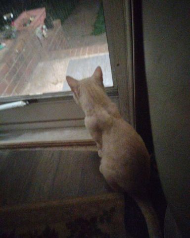 Cute orange tabby named nugget