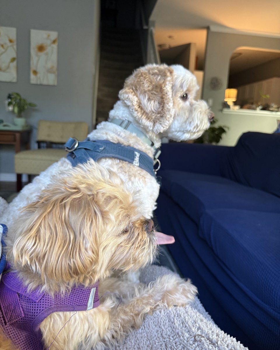 Cute Peekapoo named Chewie