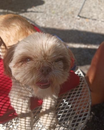 Cute dog named Elsa
