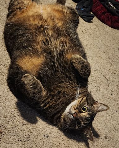 Cute cat named Rick