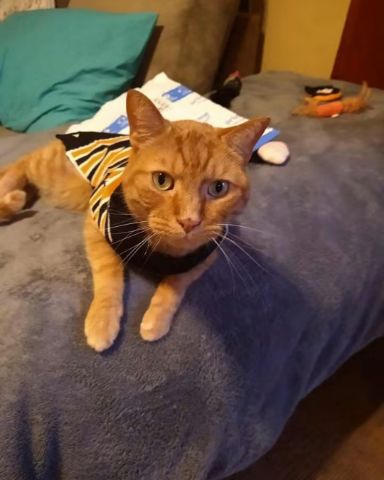 Cute tabby named Tiger