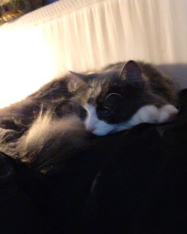 Cute Siamese mix named Gollum