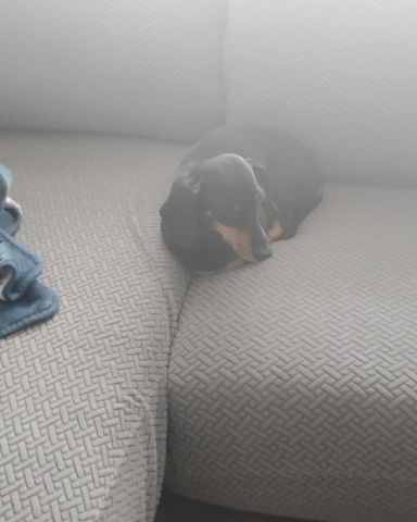 Cute wiener dog named ralphie