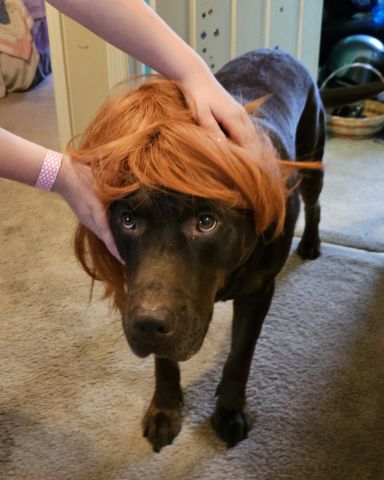 Cute chocolate lab named Roscoe
