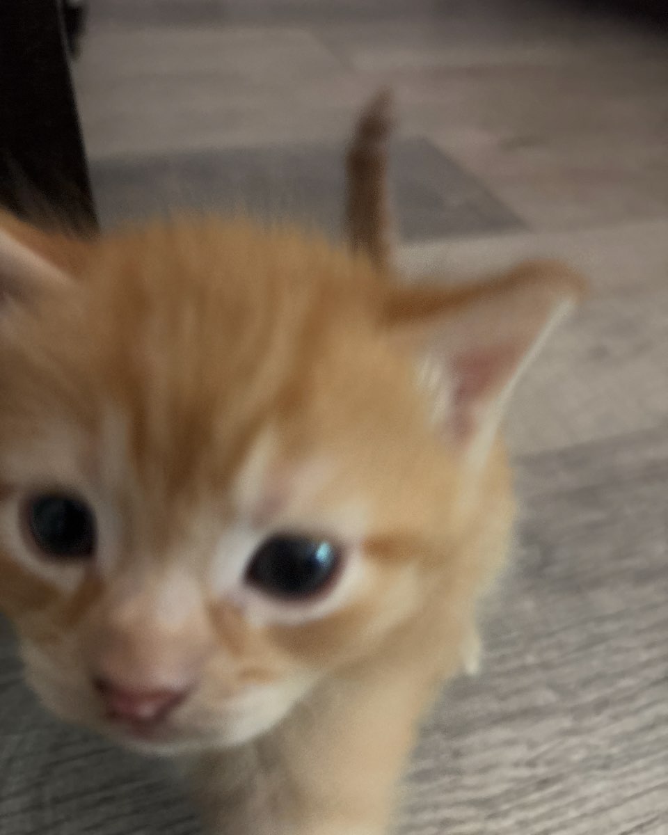 Cute cat named Roxy,nacho,noodle,sunny
