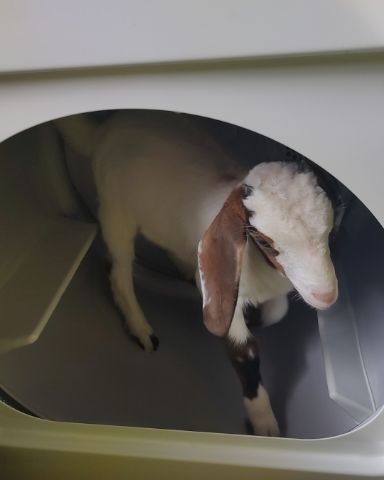 Cute boar goat named olive