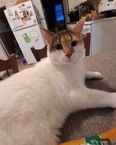 Cute Calico maincoon named Callie
