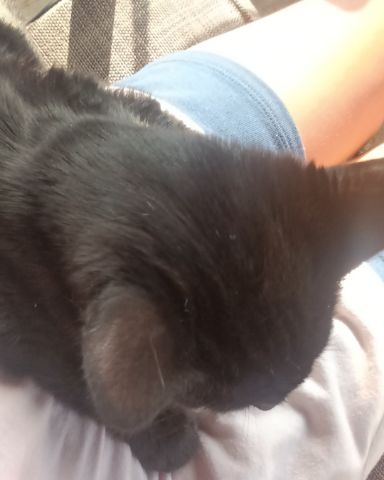 Cute black cat named Binks