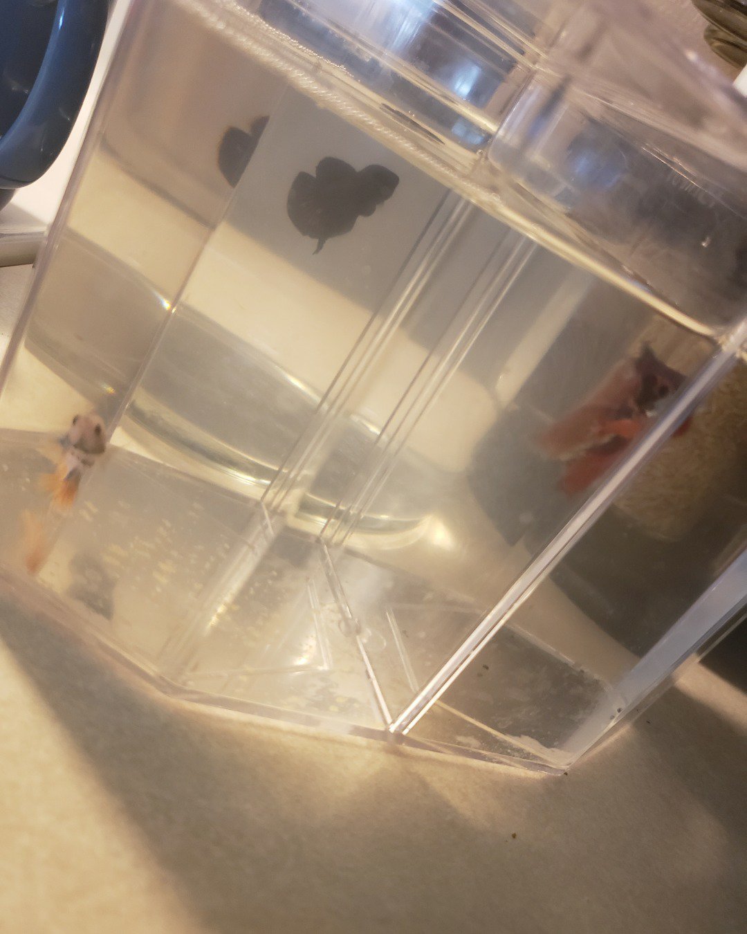 Cute betta fish named Buddy and Keres