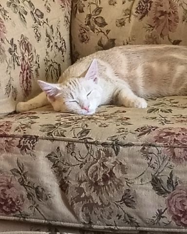 Cute orange kitty named Aphrodite