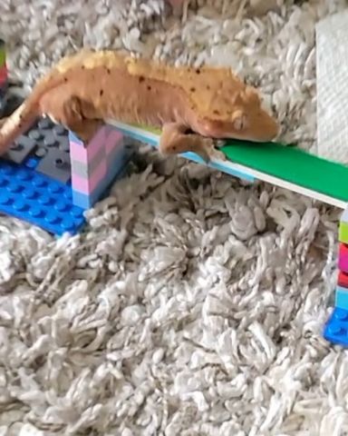 Cute other named Godzilla