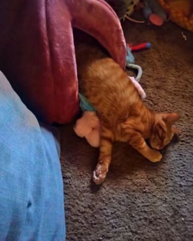 Cute tabby named Tiger