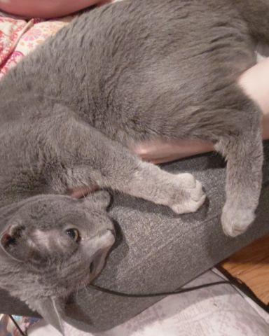 Cute Grey named Theseus