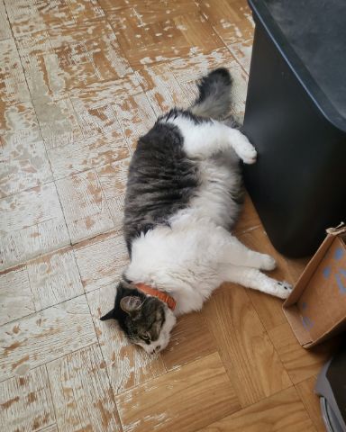 Cute tabby named Farley Fart