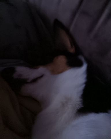 Cute Paran Brook Corgi named hazel
