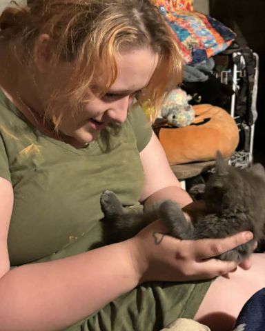 Cute Russian blue named Biscuits