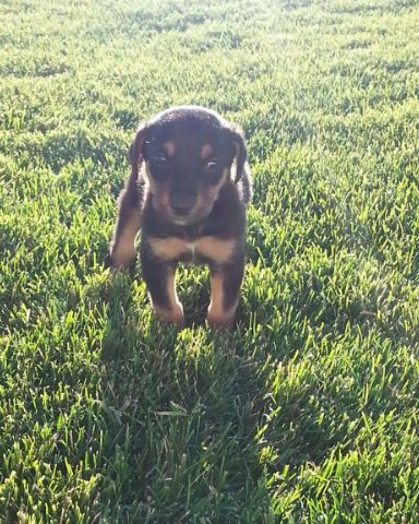 Cute Doberman Pinscher/Australian Shepherd named Dunn
