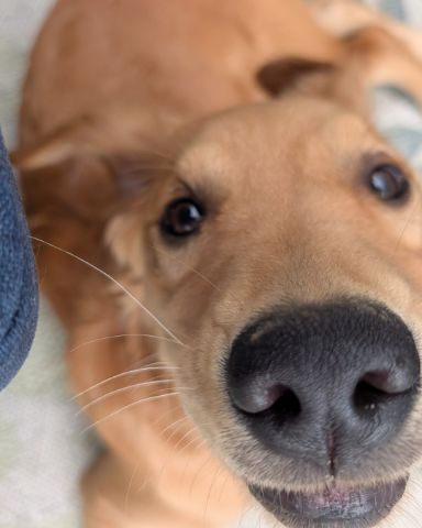 Cute Golden retriever named Ember