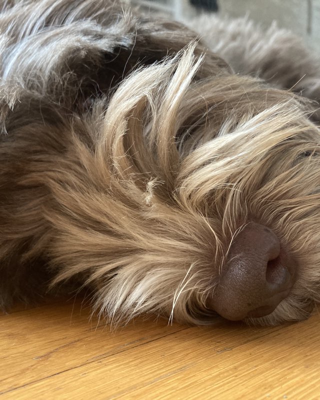 Cute dog named Poppy