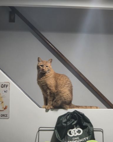 Cute orange cat idk named cheeto