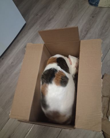 Cute Calico maincoon named Callie