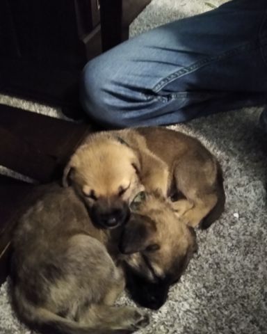 Cute Bull massif German shepherd mix named Thor da goober