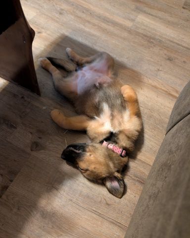Cute German Shepard/Golden Retriever named Rikku