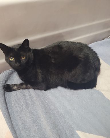 Cute black cat named Luna