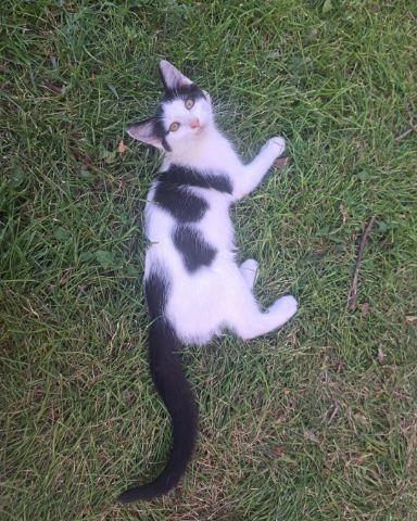 Cute cat named Little-Panda