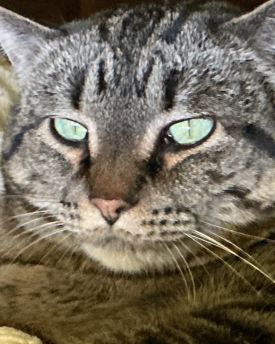 Cute cat named ReyRey