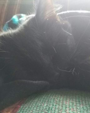 Cute Unsure named Sylvester