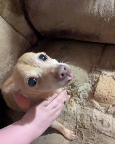Cute dog named Sammy