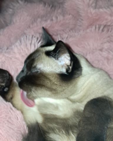 Cute Siamese named Luna🌙💫 (twin of Stella)