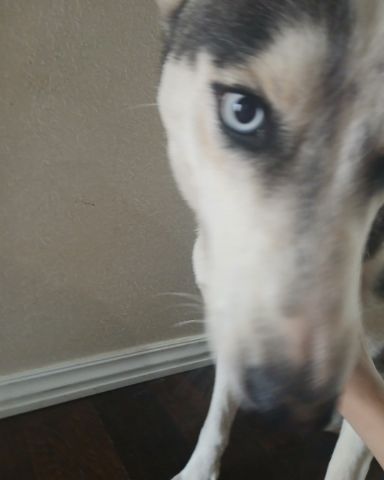 Cute Redtail Husky named zuri