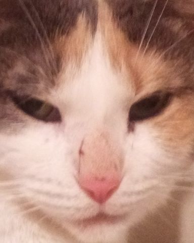 Cute short hair tabby cat named Lilith