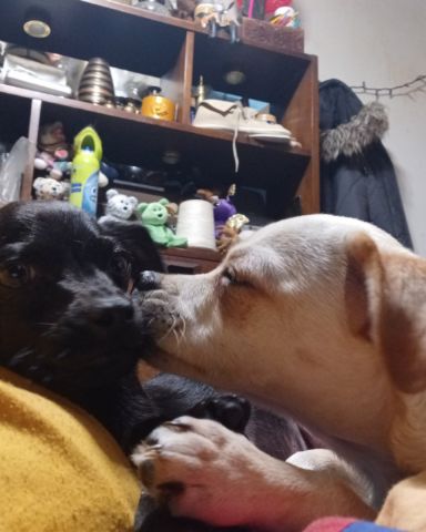 Cute pugzu named aveil and Neriah
