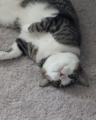 Cute Piebald Shorthair named Kima