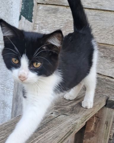 Cute cat named Bramble