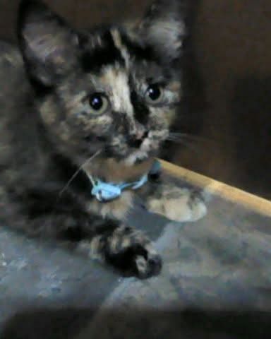 Cute cat named Gizmo