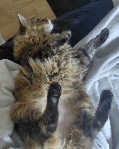 Cute Norwegian Forest Cat named Hot Tamale/Mollie