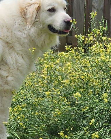 Cute Great Pyrenees named Coco