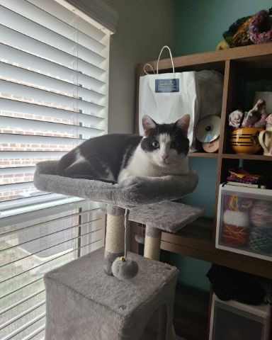 Cute American Shorthair named Cloudfur